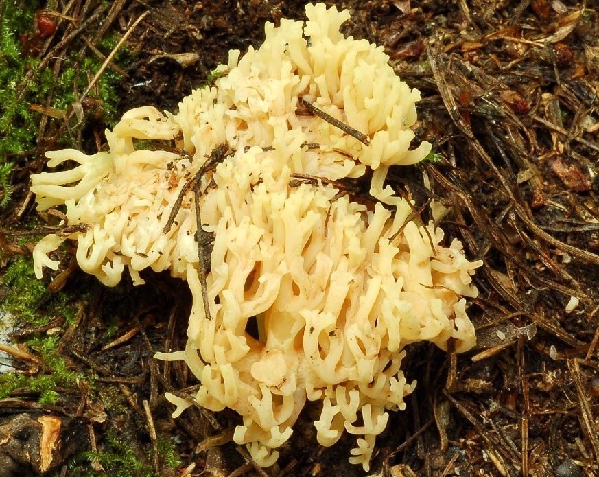 Ramaria.